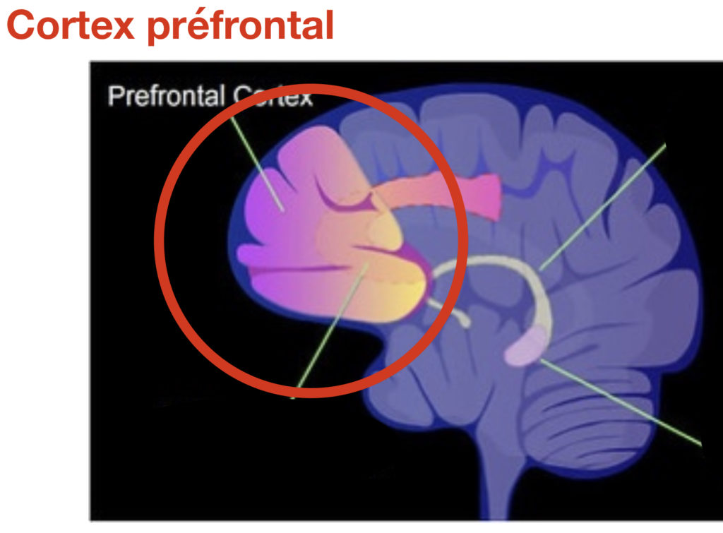 Cortex préfrontal qui agit sur la volonté et la motivation. La méditation booster le cortex préfrontal.