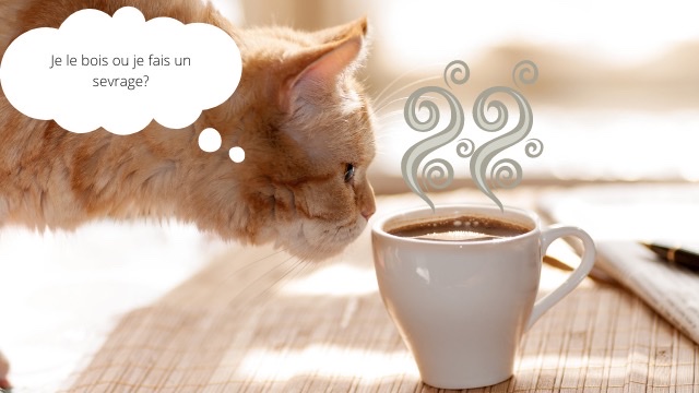 Chat qui se demande si il doit boire son café