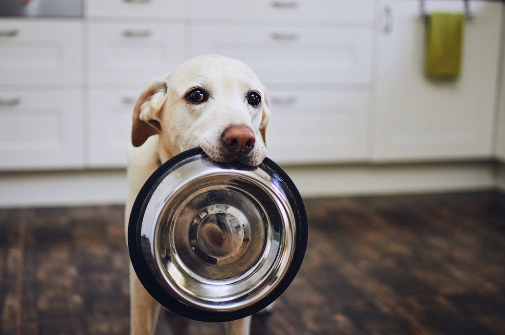 Chien qui ramène lui même sa gamelle