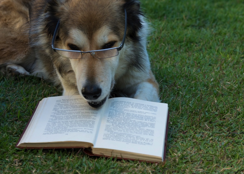 Chien qui lit un livre