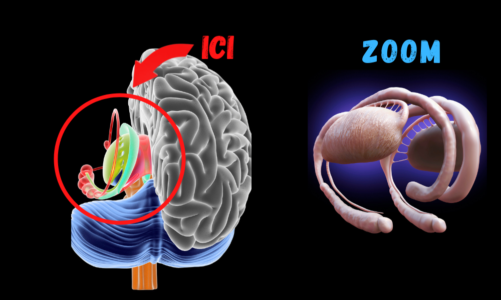Le cerveau limbique