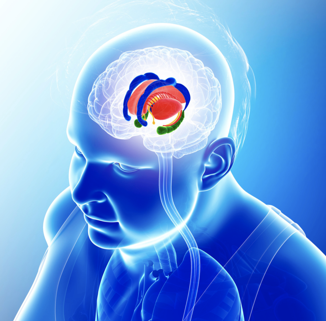 Le système limbique qui se trouve en dessous du néo cortex.