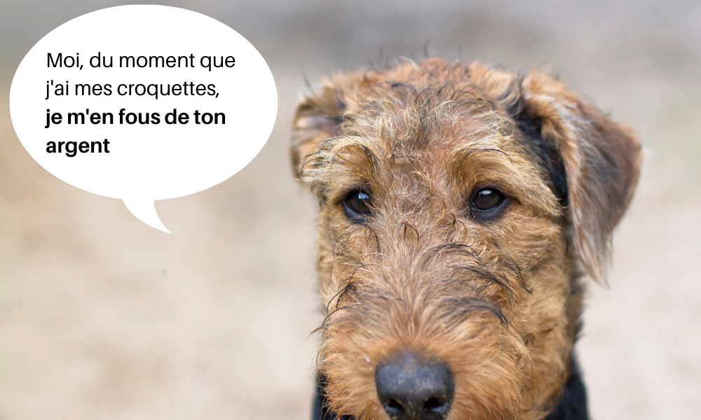 Chien mignon qui affirme être indifférent face à l'argent du moment qu'il a ses croquettes.