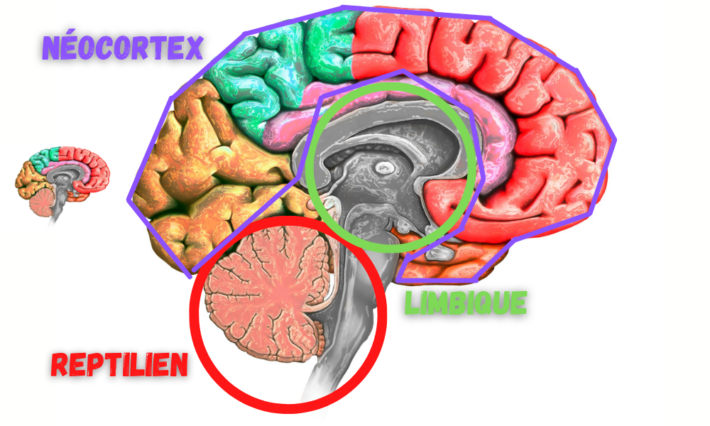 le cerveau humain est compose de 3 parties. reptilien , limbique et neocortex