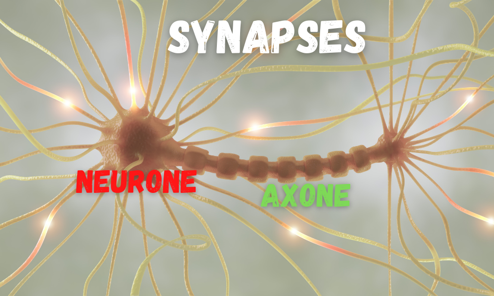 atone neurone et synapse. La myéline se place sur les axones