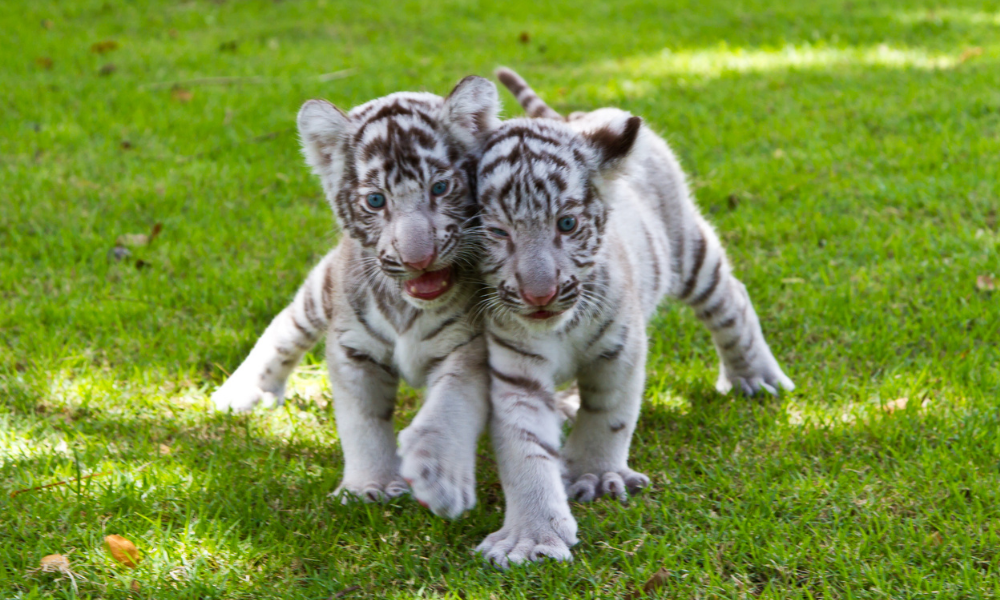Bébé tigres qui s'amusent