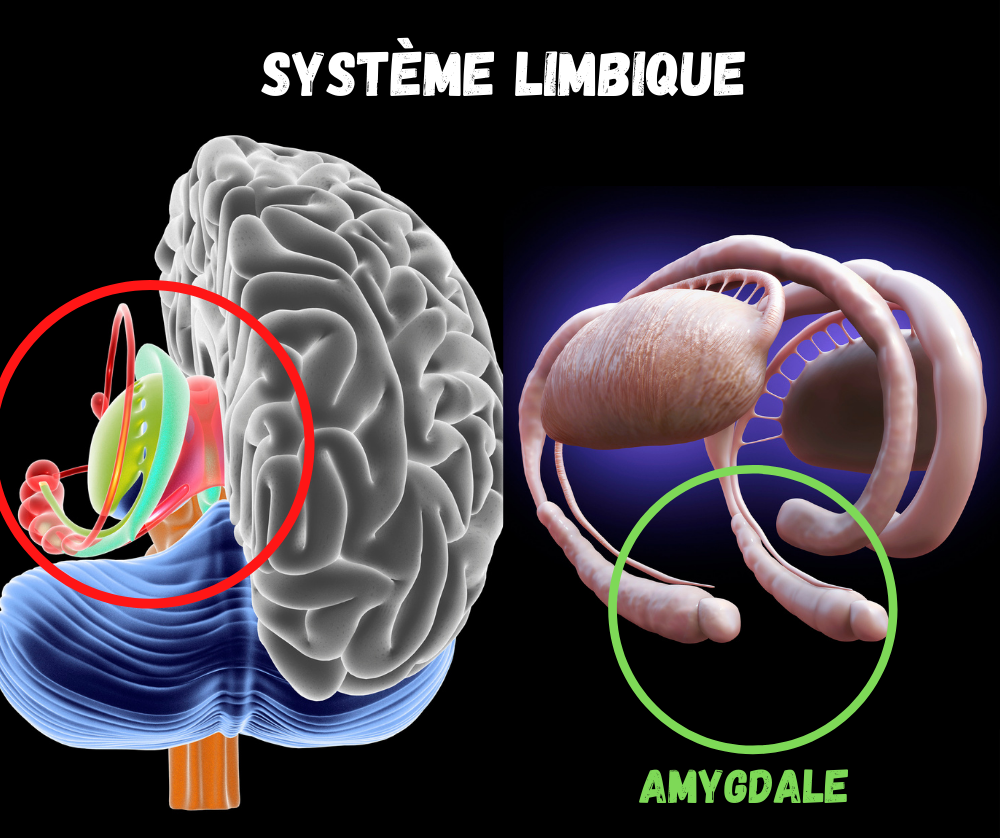 Système limbique avec présentation de l'amygdale