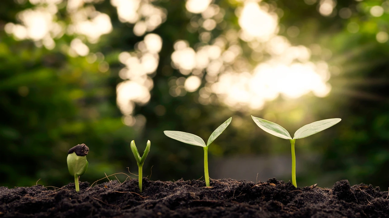 4 plantes à un niveau d'évolution différent ce qui représente la croissance mentale et émotionnelle
