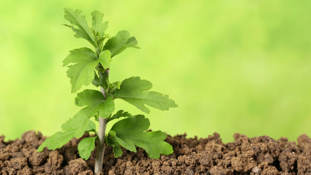 Une plante en train de grandir, qui retrouve son sens